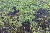 Nasturtium officinale