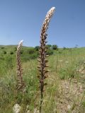 Eremurus comosus. Соцветия в начале цветения. Таджикистан, Хатлонская обл., Шамсиддин-Шохинский р-н, окр. с. Шуроабад; перевал через хребет Кичик-Тиряй, выс. 1550 м н.у.м., саванноидное сообщество. 03.06.2018.