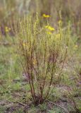 Artemisia campestris. Цветущее растение. Пермский край, г. Пермь, Кировский р-н, луг. 27.07.2019.