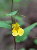 Impatiens noli-tangere. Цветок. Беларусь, Витебская обл., ландшафтно-гидрологический заказник \"Глубокский Мох\", опушка смешанного хвойно-широколиственного леса у обочины грунтовой дороги. 01.08.2019.