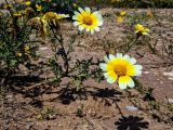 Glebionis coronaria