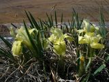 Iris potaninii