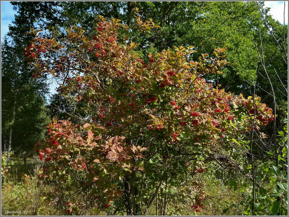 Изображение особи Viburnum opulus.