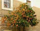 Citrus sinensis. Верхушка плодоносящего растения. Испания, Андалусия, провинция Ка́дис, г. Ка́дис. Январь.