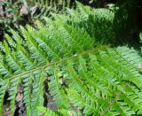 Polystichum aculeatum. Часть вайи. Тверская обл., г. Тверь, Заволжский р-н, ботанический сад ТвГУ, в культуре. 1 июня 2019 г.