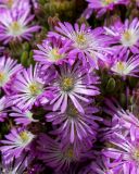 Drosanthemum floribundum