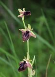 Ophrys mammosa