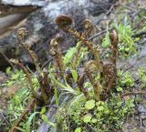 отдел Polypodiophyta. Молодые вайи. Пермский край, Оханский р-н, Тулумбаихинское сельское поселение, Кунчурихинский бор, смешанный лес. 01.05.2022.