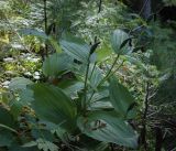 Cypripedium calceolus