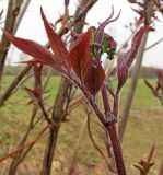 Sambucus sibirica