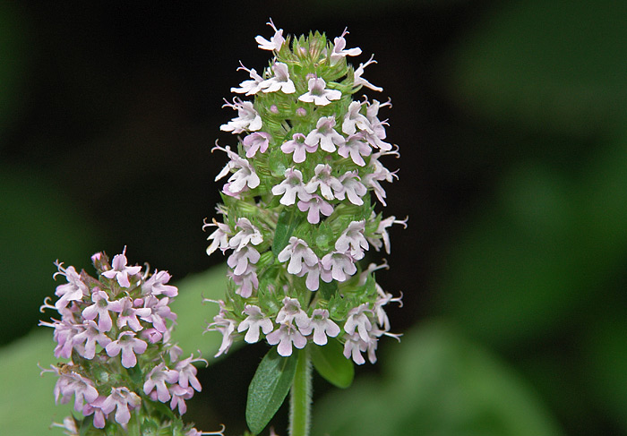 Изображение особи Thymus pulegioides.