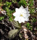 Trientalis europaea