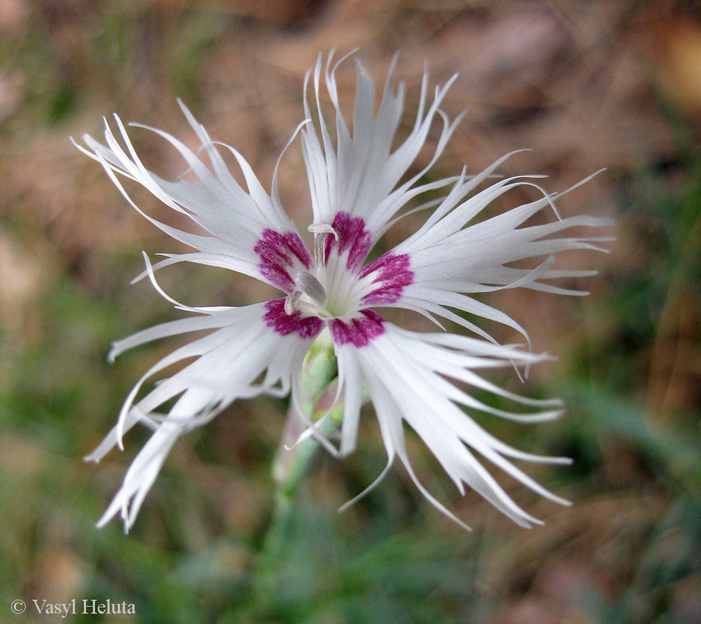 Изображение особи Dianthus pseudosquarrosus.