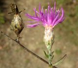 Centaurea sterilis