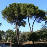 Pinus pinea. Взрослые деревья. Португалия, округ Сантарен, муниципалитет Оурен, район Фатима, парк возле святилища Фатимы. 16.07.2012.