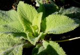 Digitalis purpurea