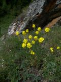 Erysimum cuspidatum