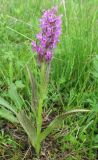 Dactylorhiza incarnata