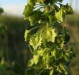 Rumex stenophyllus. Часть соплодия. Краснодарский край, Кущёвский р-н, станица Шкуринская, сазовая степь. 25.06.2009.