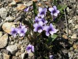 Viola yedoensis