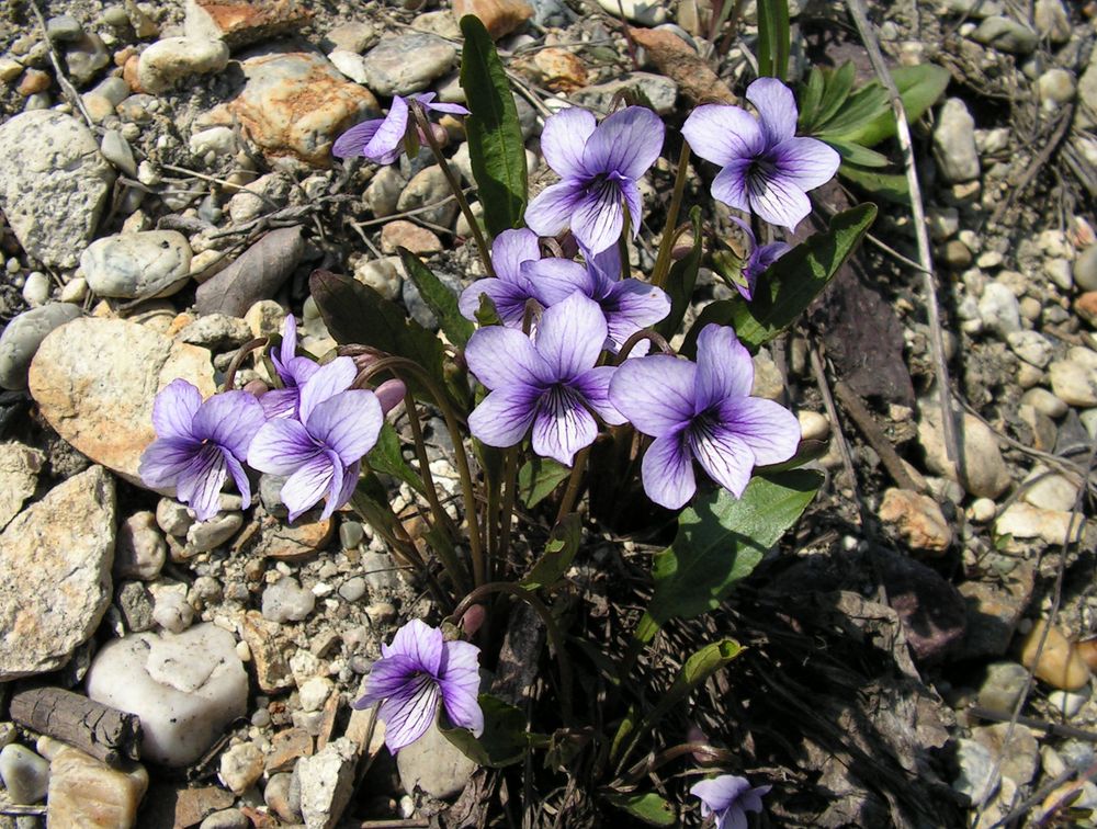 Изображение особи Viola yedoensis.
