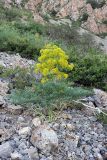 Ferula penninervis. Цветущее растение. Южный Казахстан, хр. Каржантау, верховья ущ. Кызылбулак, 08.06.2013.