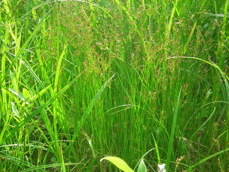 Изображение особи Juncus articulatus.