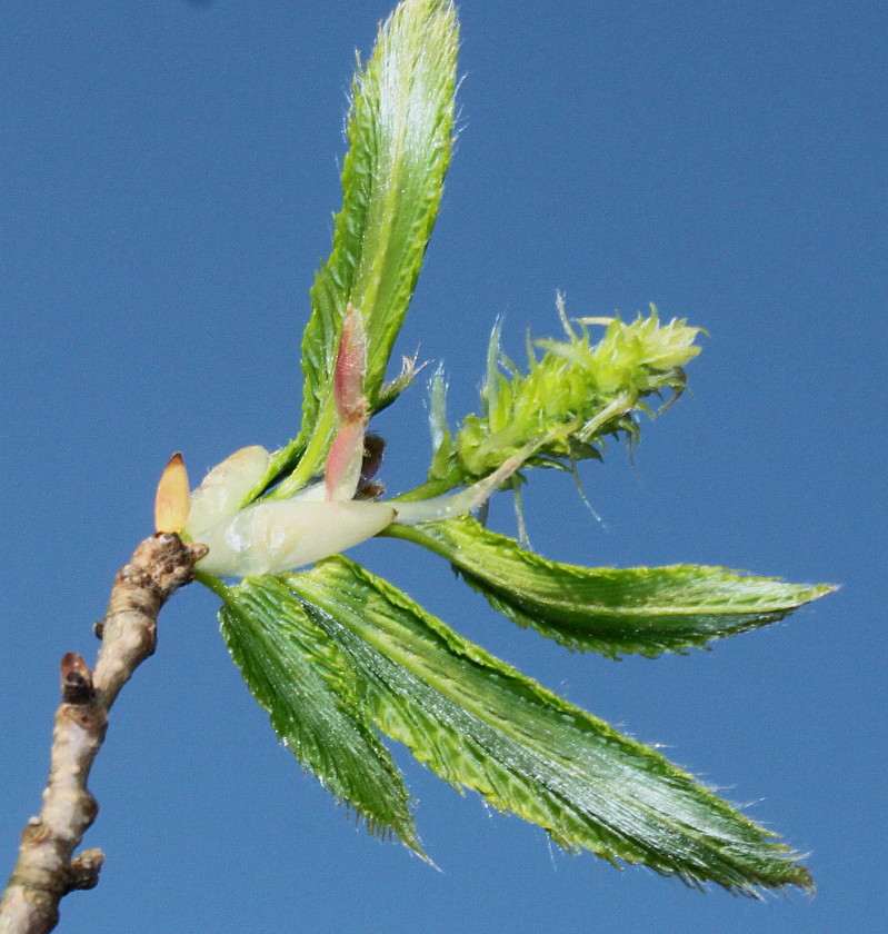 Изображение особи Carpinus cordata.