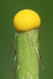 Papaver stevenianum. Срезанный цветонос (перевёрнуто). Ростовская обл., Неклиновский р-н, Николаевское с/п, балка. 06.05.2014.