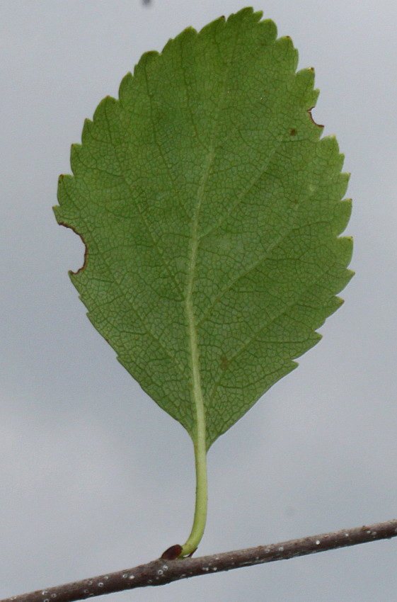 Image of genus Betula specimen.