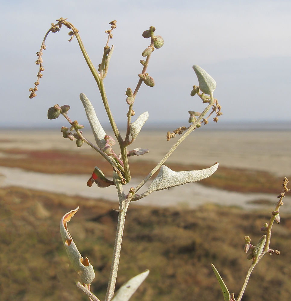 Изображение особи Atriplex aucheri.