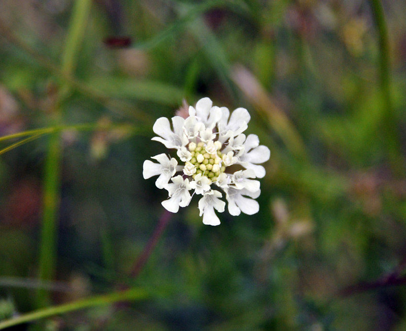 Image of Scabiosa bipinnata specimen.