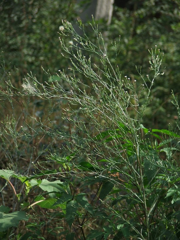 Изображение особи Symphyotrichum subulatum var. squamatum.