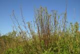 Artemisia campestris. Цветущее растение. Новгородская обл., г. Боровичи, луговой пригорок недалеко от оз. Сушанское. 08.08.2015.