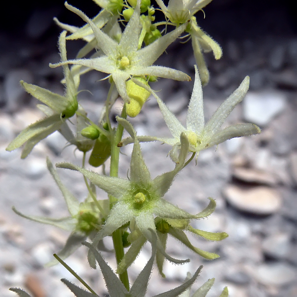 Изображение особи Echinocystis lobata.