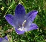 Campanula biebersteiniana. Цветок. Краснодарский край, хр. Аибга, 2500 м н.у.м., субальпийский луг. 02.07.2015.