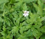 Geranium sibiricum