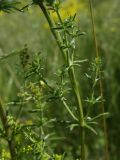 Galium verum