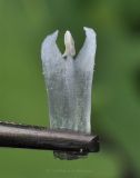 Ornithogalum nutans