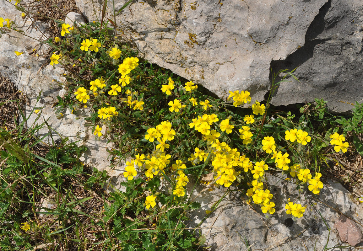 Изображение особи Helianthemum orientale.