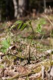 Lathyrus vernus