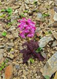 Pedicularis chamissonis. Цветущее растение. Камчатский край, Алеутский р-н, о-в Медный, седловина на восточном склоне горы Сенькина, щебнистая тундра. 19.08.2017.