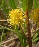 Naumburgia thyrsiflora. Часть побега с соцветием. Приморский край, Спасский р-н, окр. с. Хвалынка, разнотравный заболоченный луг. 29.05.2015.