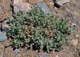 Chenopodium frutescens. Цветущее растение. Монголия, аймак Увс, перевал Оготор-Хамар-Даваа, ≈ 2100 м н.у.м., каменистый сухой склон. 12.06.2017.