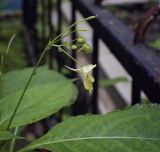 Impatiens parviflora