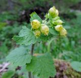 Scrophularia chrysantha