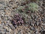 Douglasia ochotensis