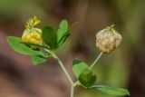 Trifolium aureum