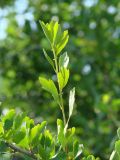 Ribes diacantha