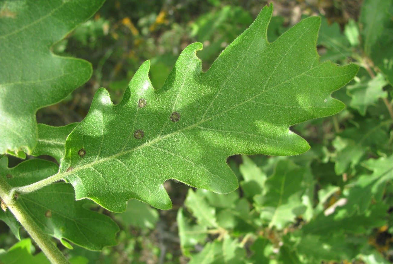 Изображение особи Quercus pubescens.